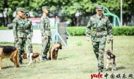 史蒂夫训犬爆料视频,视频爆料背后的秘密