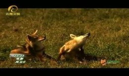 《雌狐》在线观看,探寻野性之美与人性挣扎的交织之旅