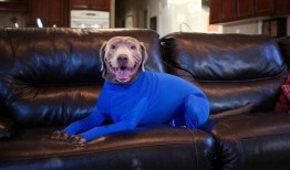 史蒂夫训犬爆料视频,视频爆料背后的秘密
