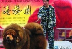 藏獒先生爆料视频播放下载,视频播放下载全攻略揭秘
