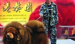 藏獒先生爆料视频播放下载,视频播放下载全攻略揭秘