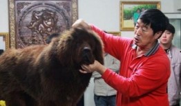 藏獒先生爆料视频播放下载,视频播放下载全攻略揭秘
