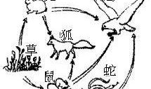 食物链在线 观看,在线观看揭示生态平衡秘密